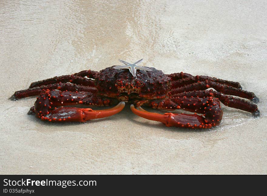 Lively and colorful crab in the sand