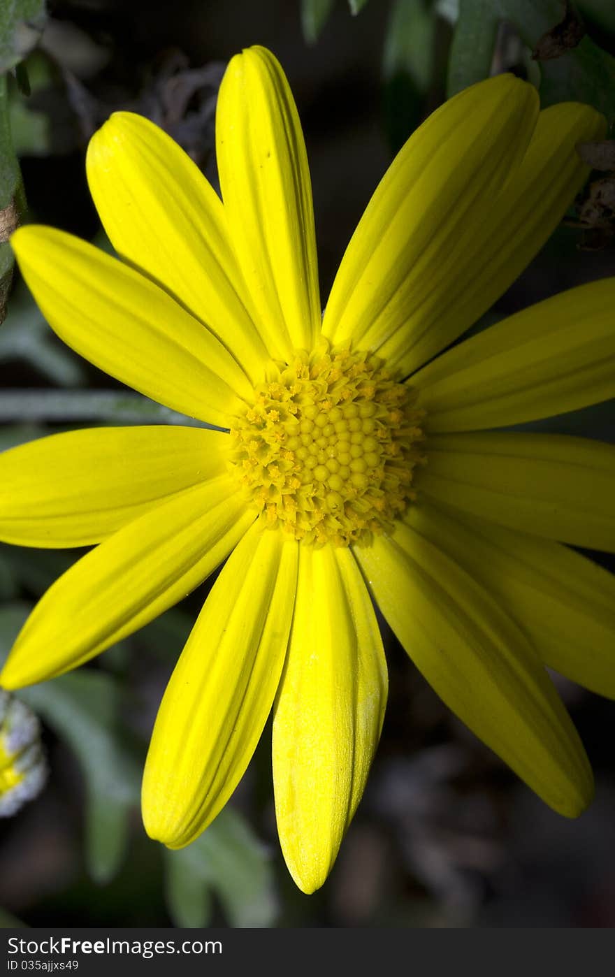 Yellow daisy