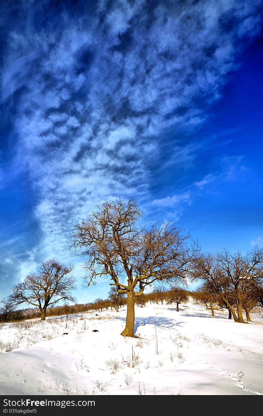 Some trees in the winter coldness. Some trees in the winter coldness