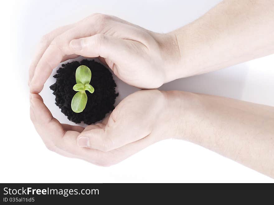 Sprout in hands on white background