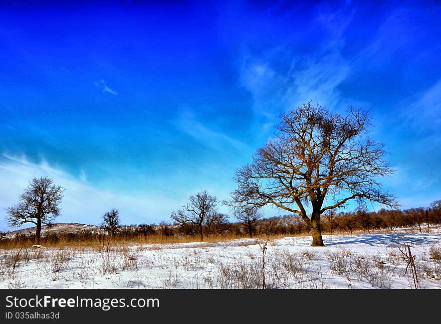 Winter trees