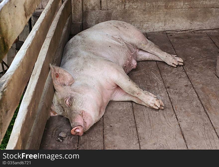 Pig Sleeping In A Pigpen