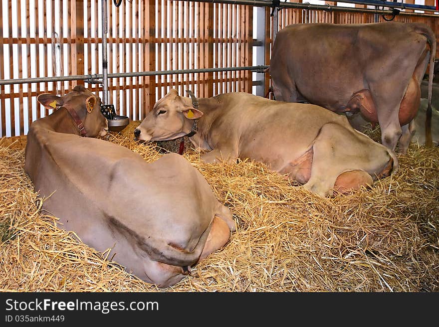 Milk cows lying in straw