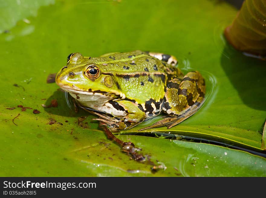 A Green Frog Sitting On The Leaf