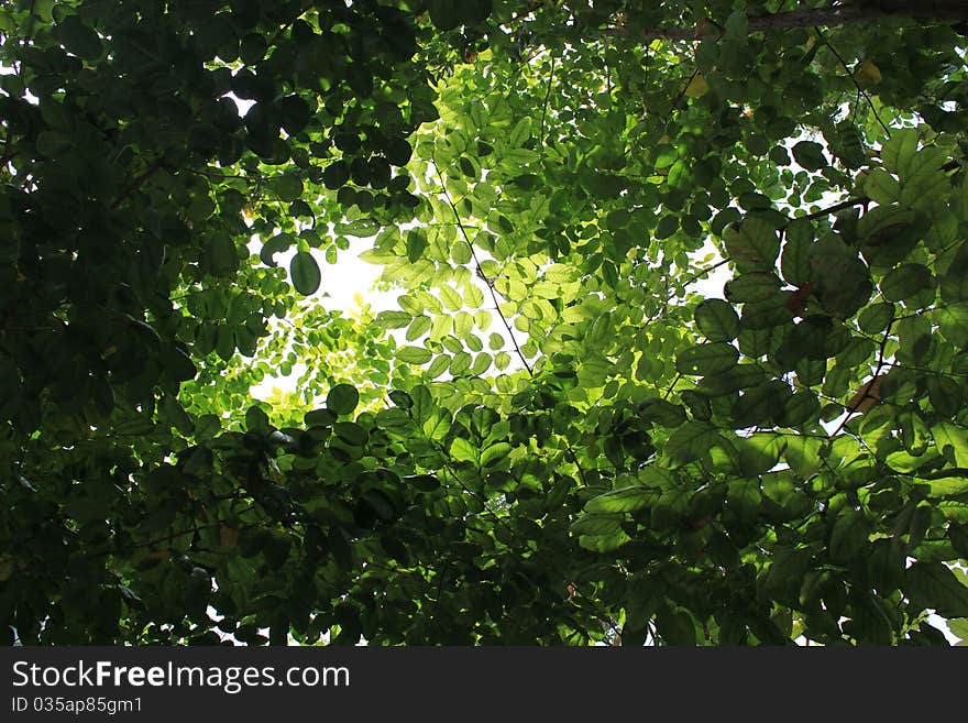 Light through the leaves, the picture is very beautiful. Light through the leaves, the picture is very beautiful.