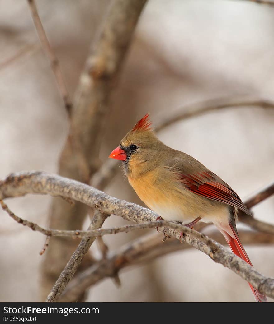 Female northern cardinal, Cardinalis cardinalis, perched on a tree branch