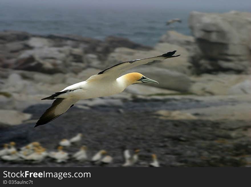 Flying Gannet