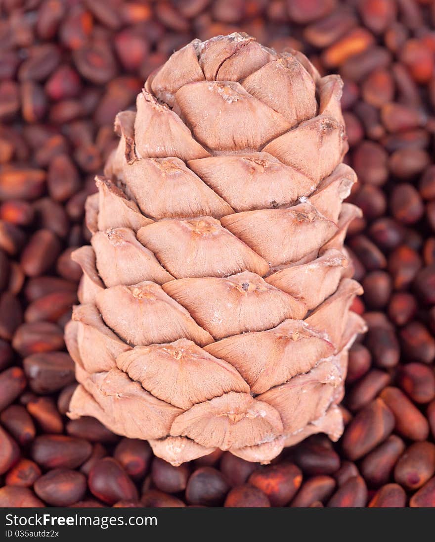 Cedar cone on a cedar nuts background