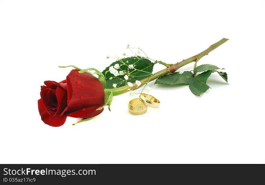 Red rose and wedding bands. Red rose and wedding bands