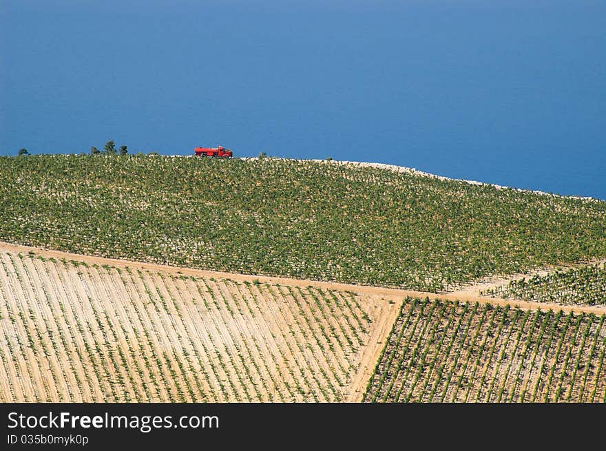 Red truck among fields of grapes