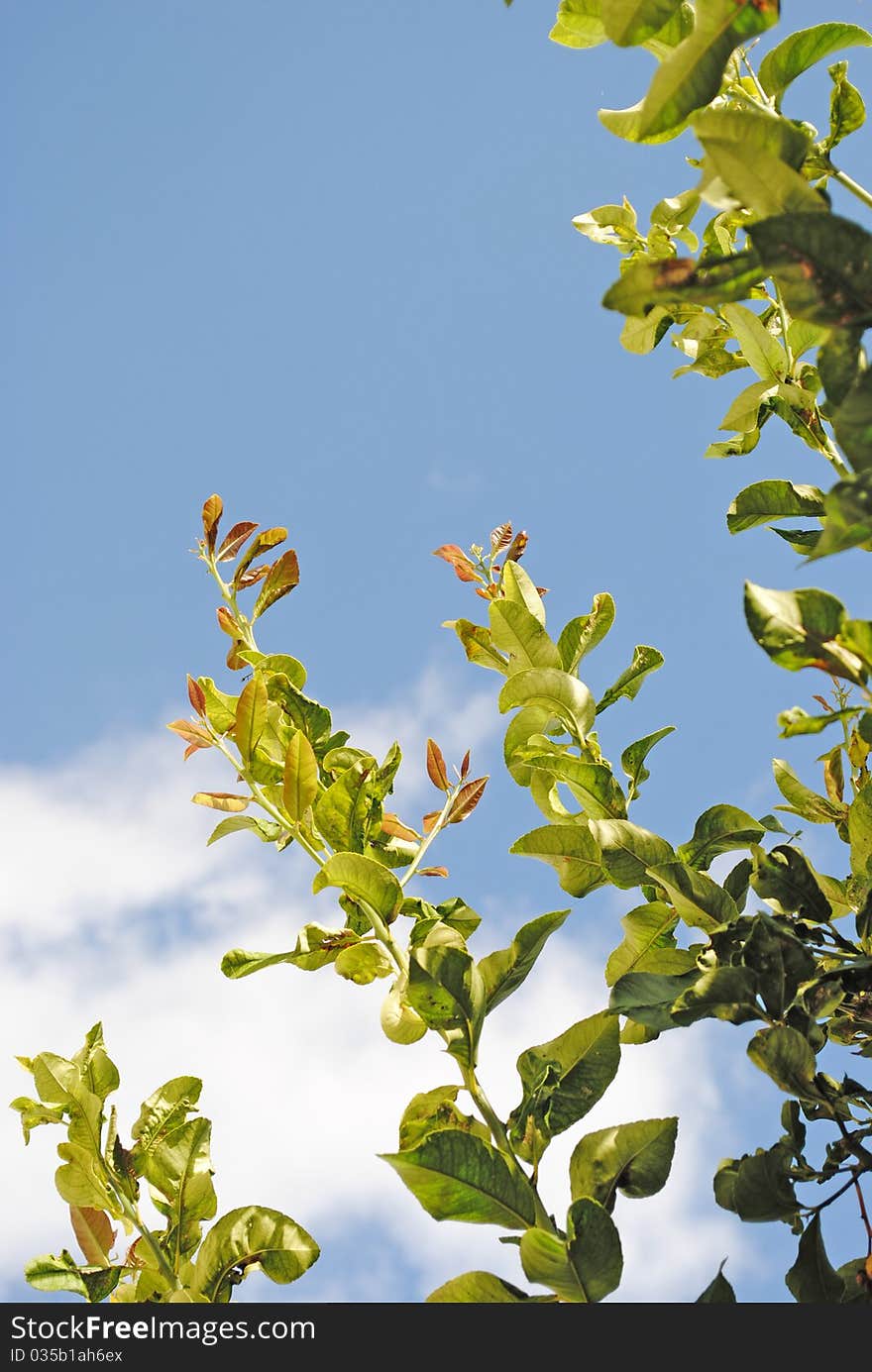 A view of a lemon tree with blue sky in the background. A view of a lemon tree with blue sky in the background