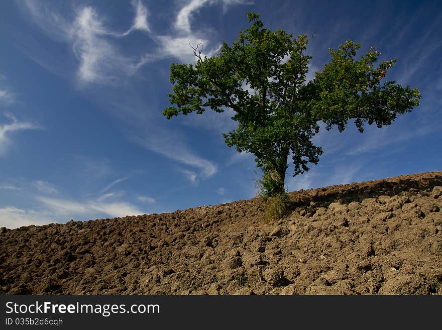 Single Tree Standing In A Plain Field