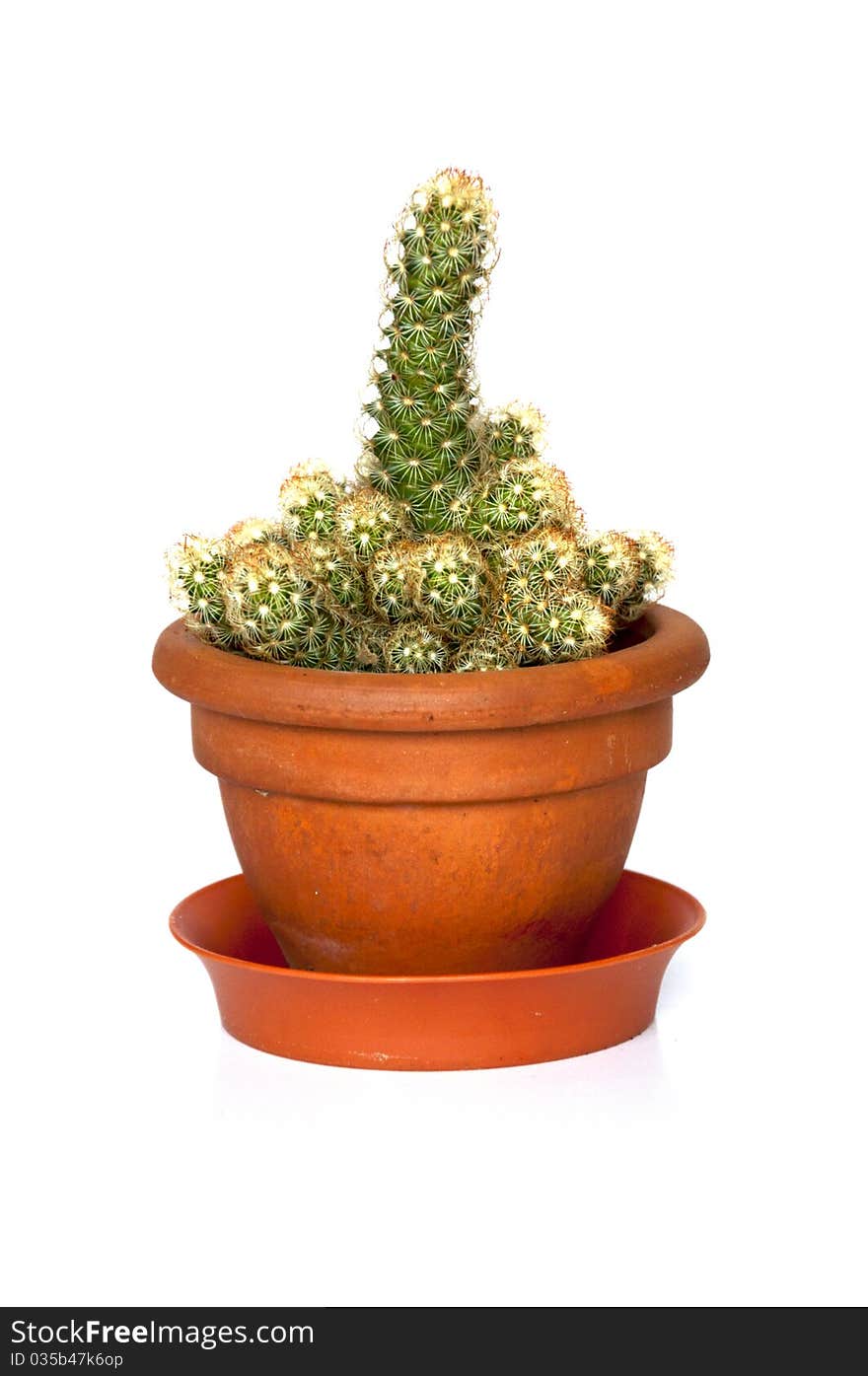 Cactus