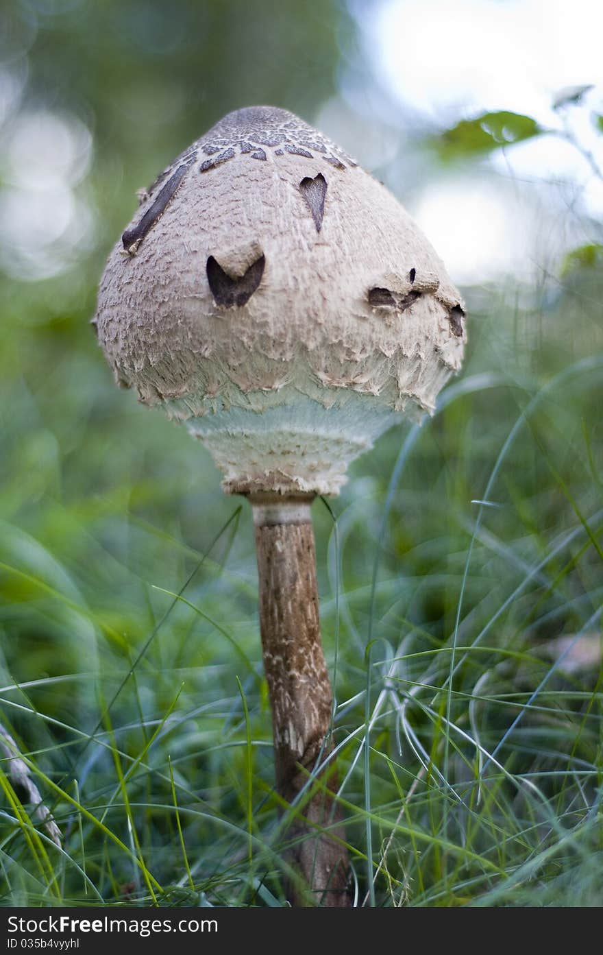 Macrolepiota procera