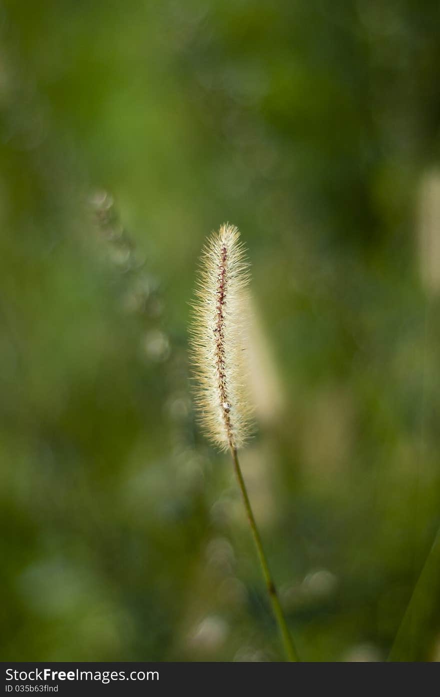 Blade Of Grass