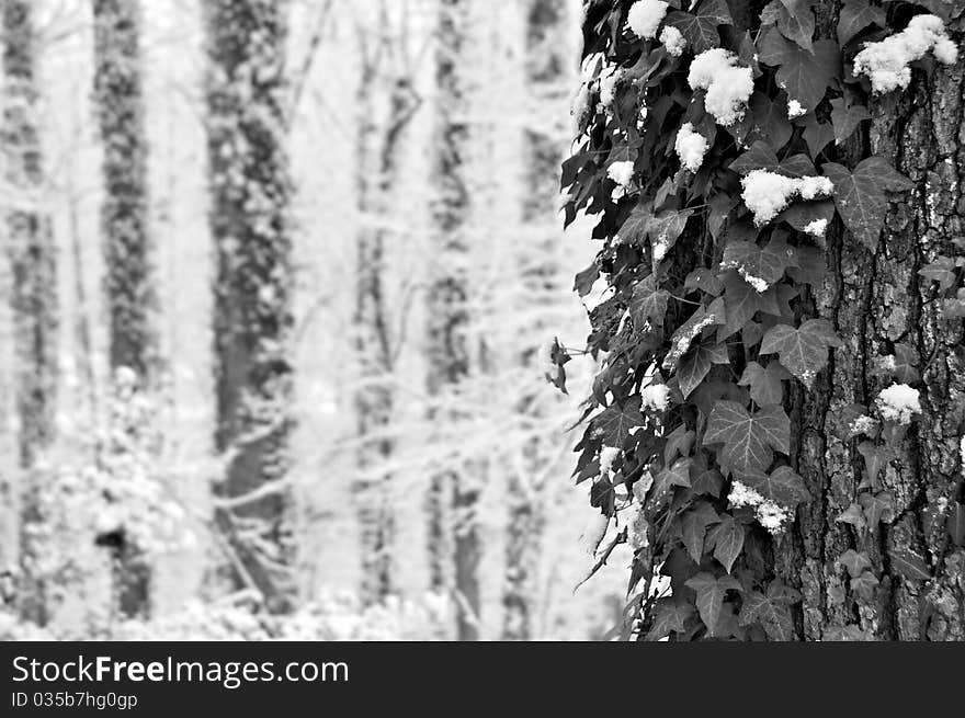 Snowy Trees