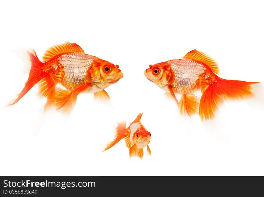 Goldfish isolated on white