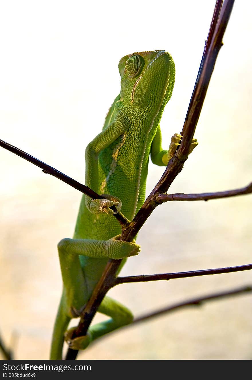 Chameleon clambers up