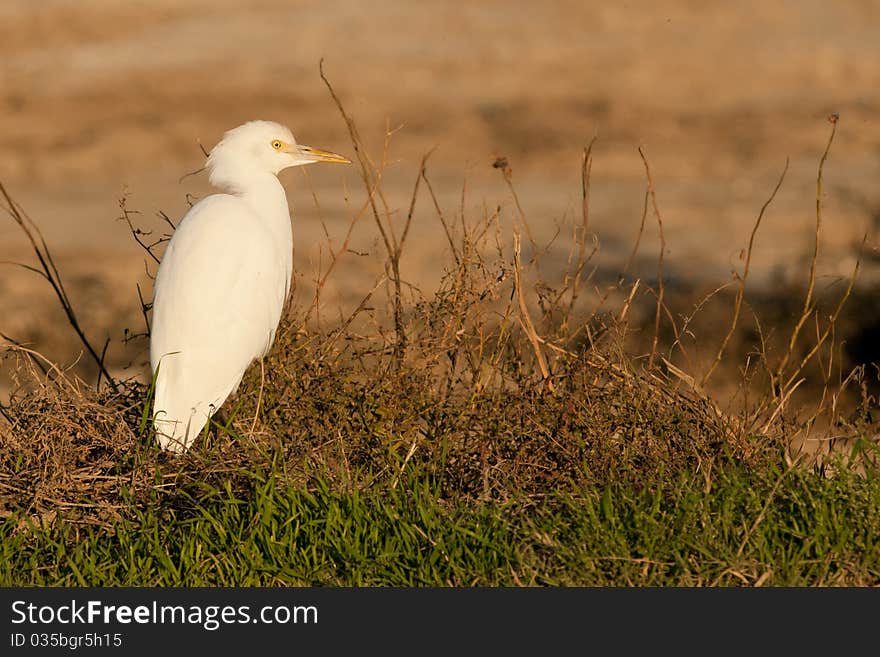 Cattle Egret