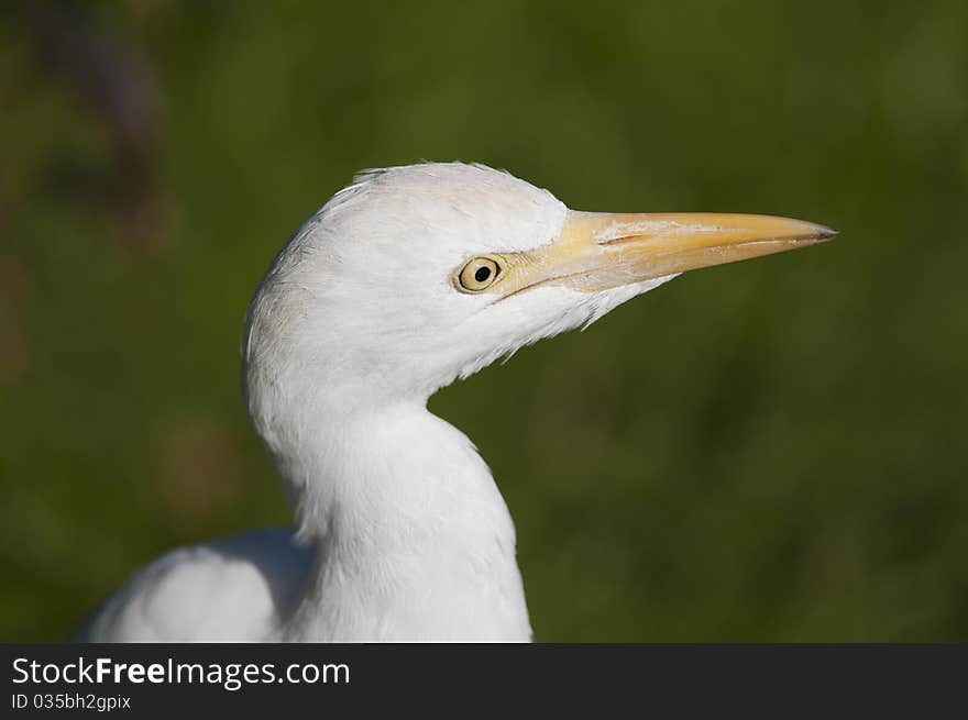 Cattle Heron Portrait