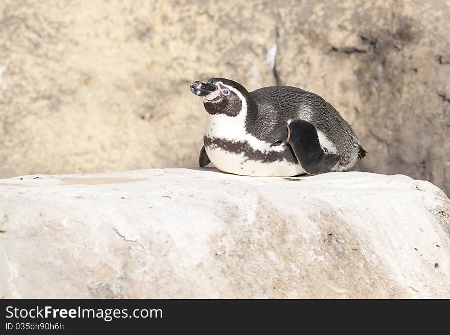 Humboldt Penguin