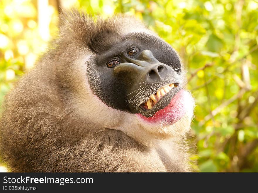 Drill Monkey (Mandrillus leucophaeus) Portrait. Drill Monkey (Mandrillus leucophaeus) Portrait