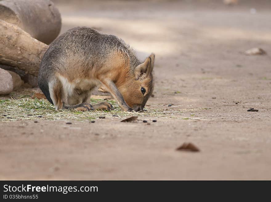 Patagonian Mara