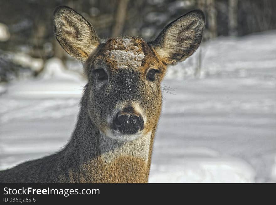 Deer Head