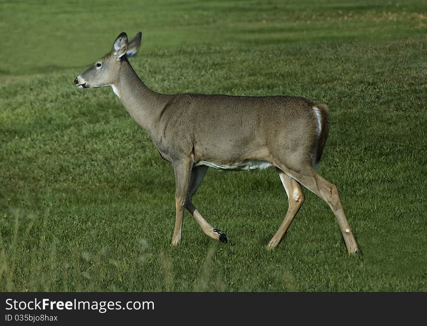 White tailed deer