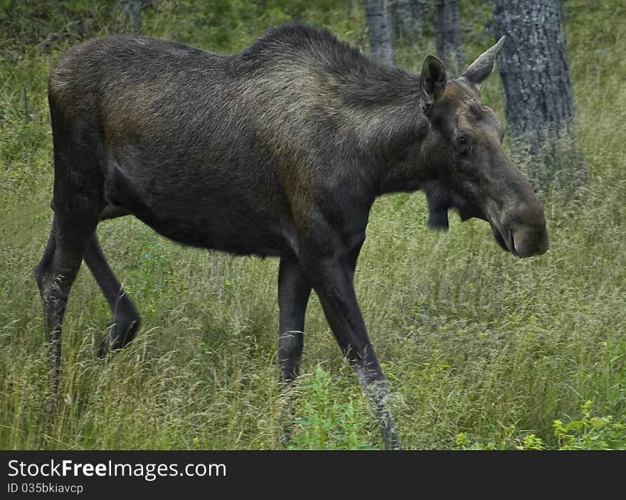 Female moose walking in woods in summer time. Female moose walking in woods in summer time