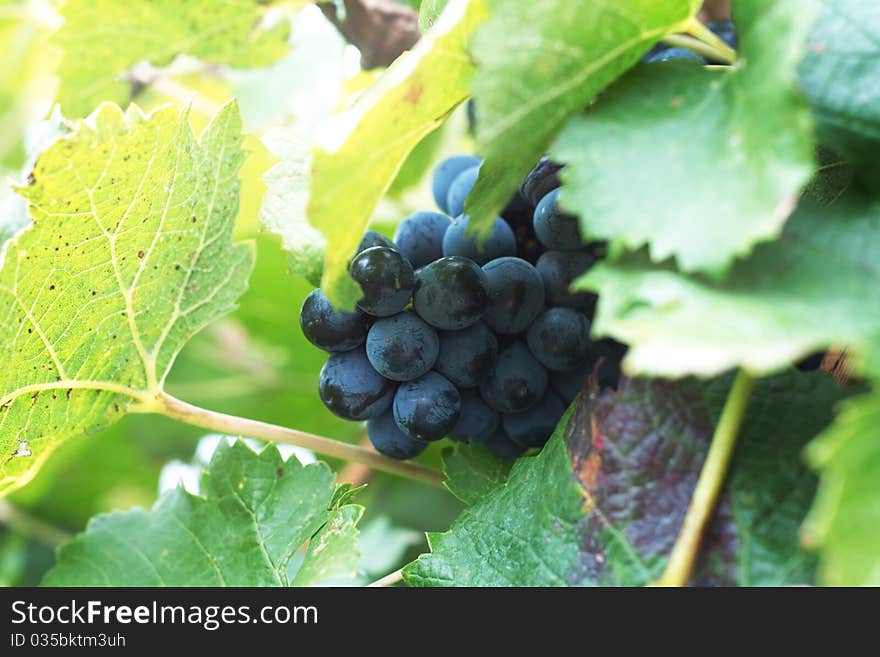 Rod and clusters of red grapes