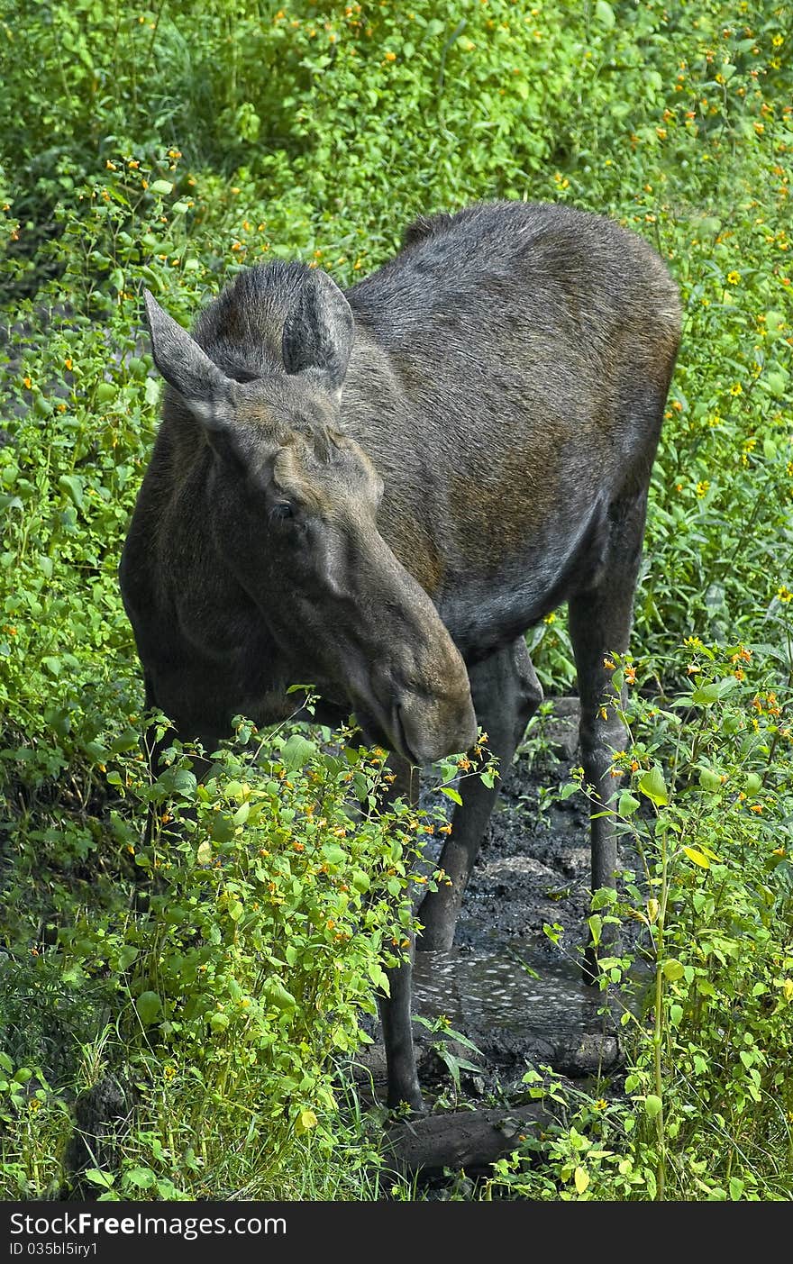 A female moose in a field in summer. A female moose in a field in summer