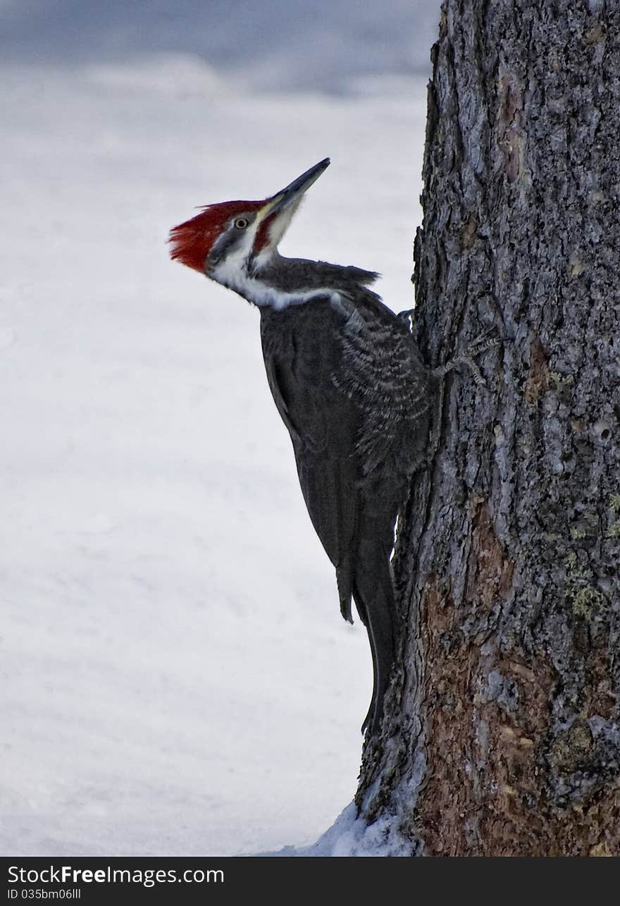 Pileated Woodpecker