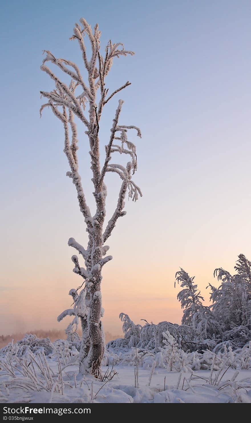 Winter Landscape