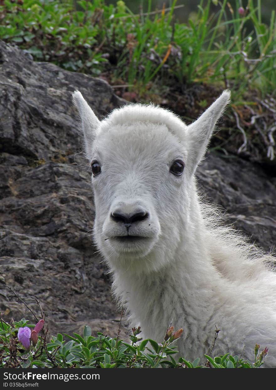 This portrait image of the mountain goat youngster up close and personnel was taken in Glacier National Park, MT. This portrait image of the mountain goat youngster up close and personnel was taken in Glacier National Park, MT.