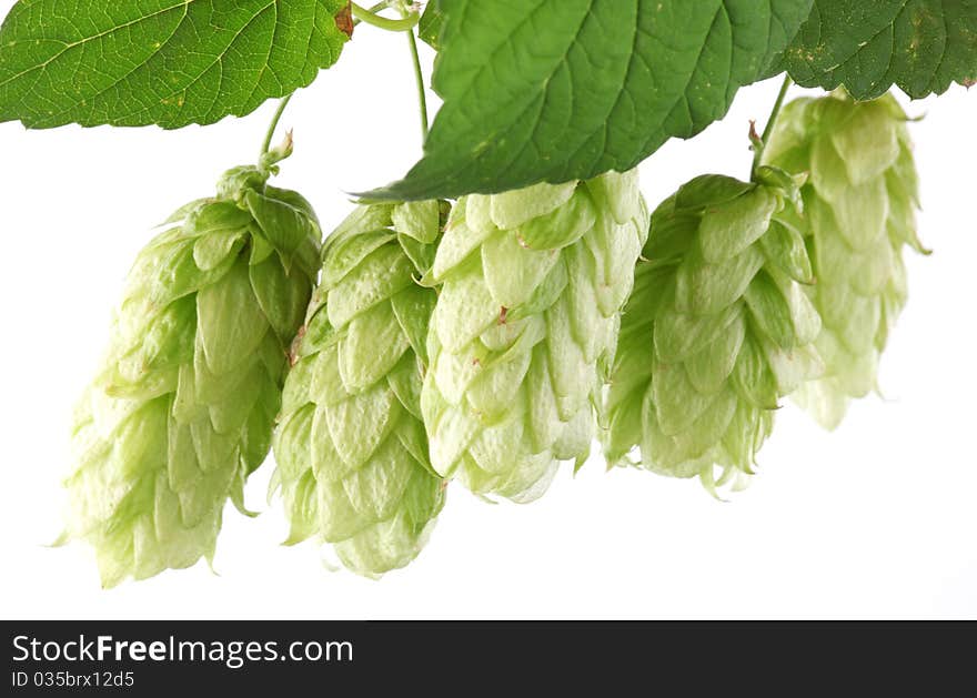 Branch of hops on a white background. Branch of hops on a white background