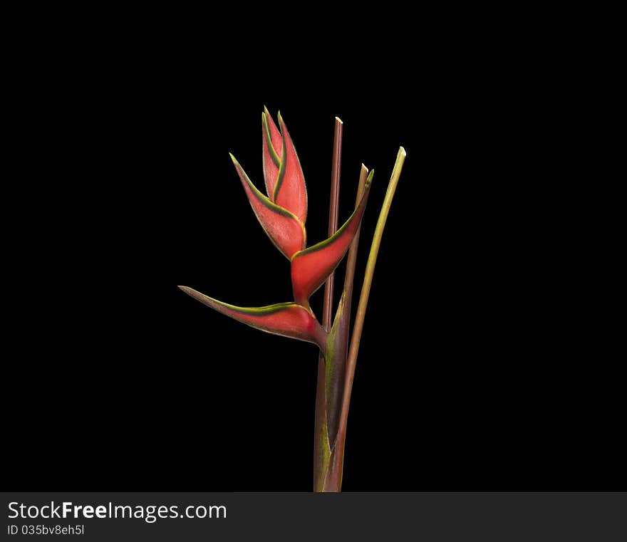 Red Helicona also known as Crabs Claw Isolated on Black. Red Helicona also known as Crabs Claw Isolated on Black