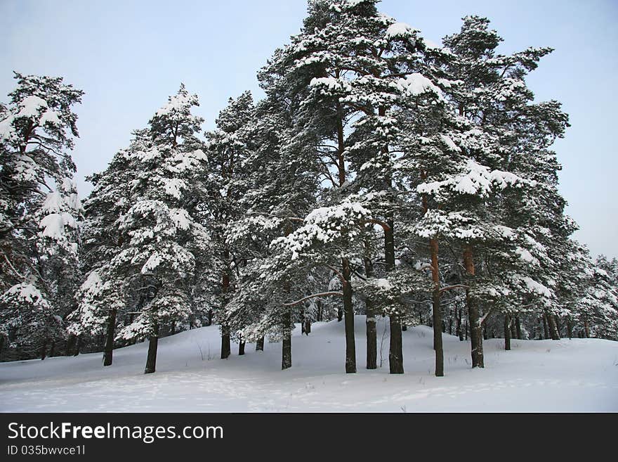 Droopy trees due to heavy snow. Droopy trees due to heavy snow