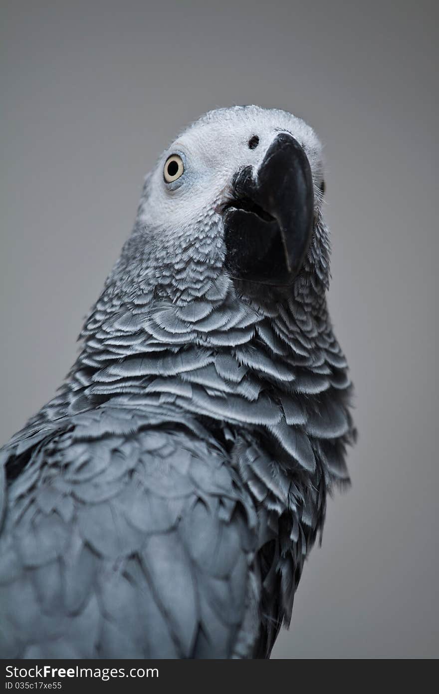 African Grey Parrot