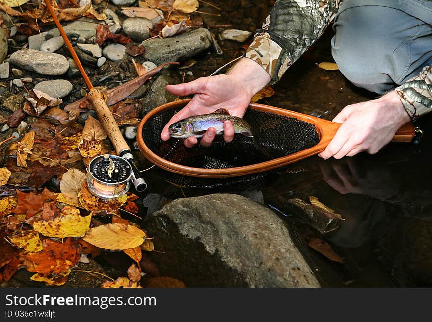 A rainbow trout just caught with bamboo fly rod and net. A rainbow trout just caught with bamboo fly rod and net.