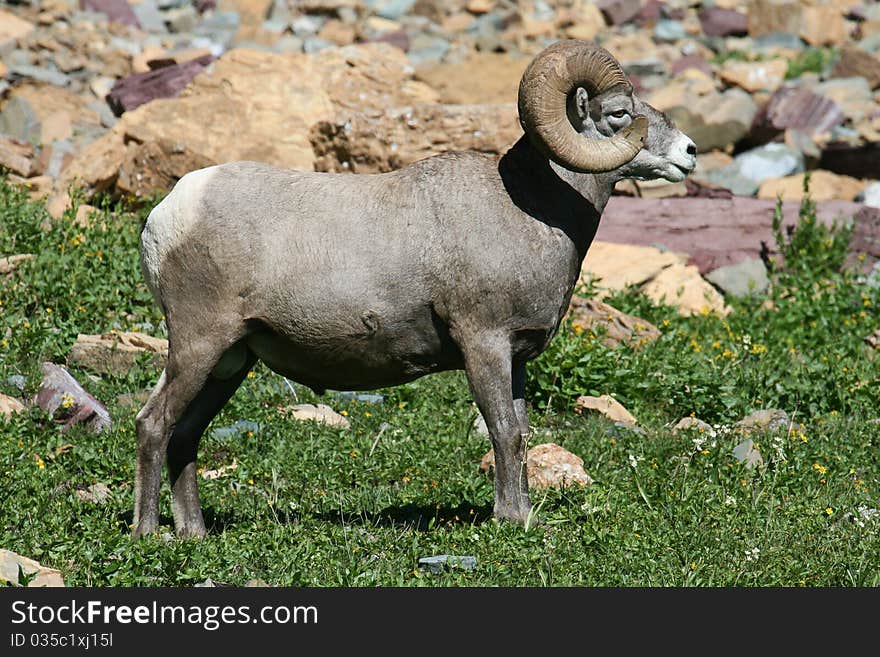 Male Bighorn standing