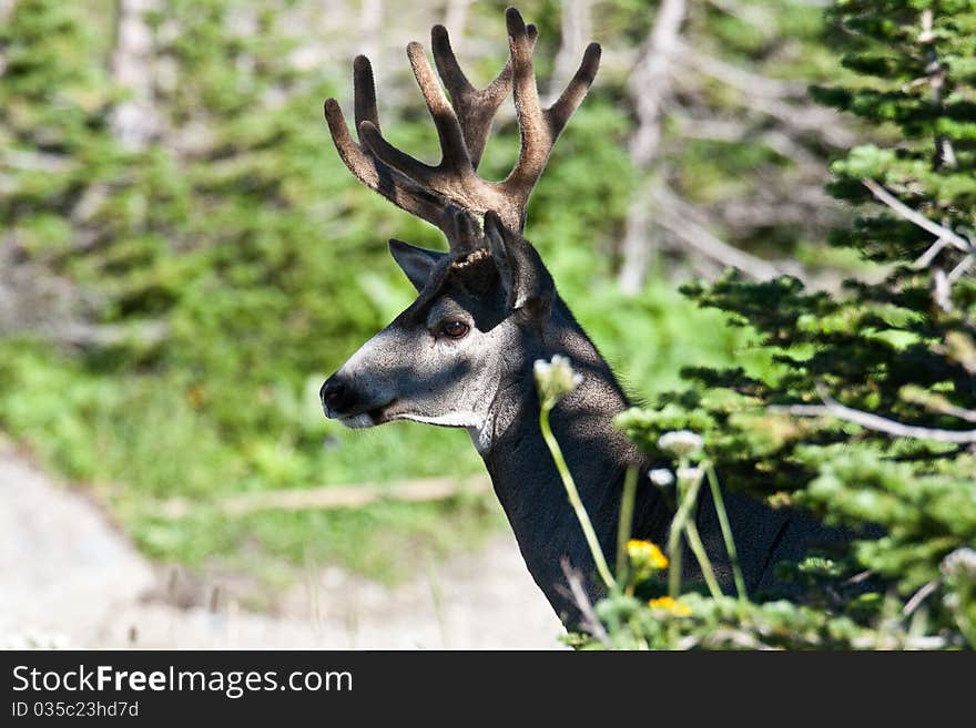 Close-up of Mule Deer Buck in dappled light stepping out of trees. Close-up of Mule Deer Buck in dappled light stepping out of trees