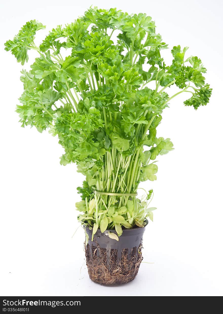 Bunch of parsley