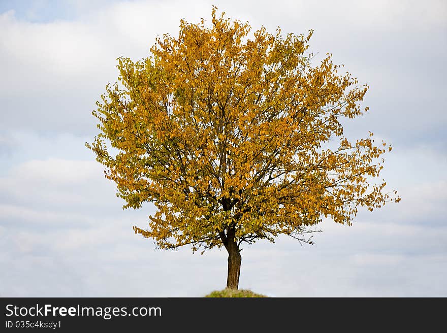 Lonely bright, autumn tree, day. Lonely bright, autumn tree, day