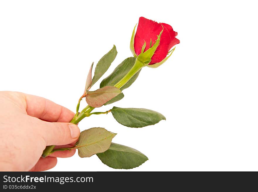 Red roses in the men s hand