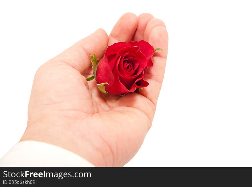 Red Roses In The Men S Hand