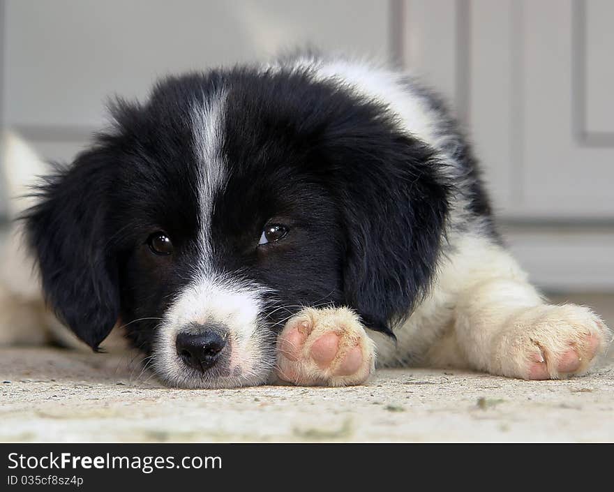 Small black and white dog lying on the terrace. Small black and white dog lying on the terrace