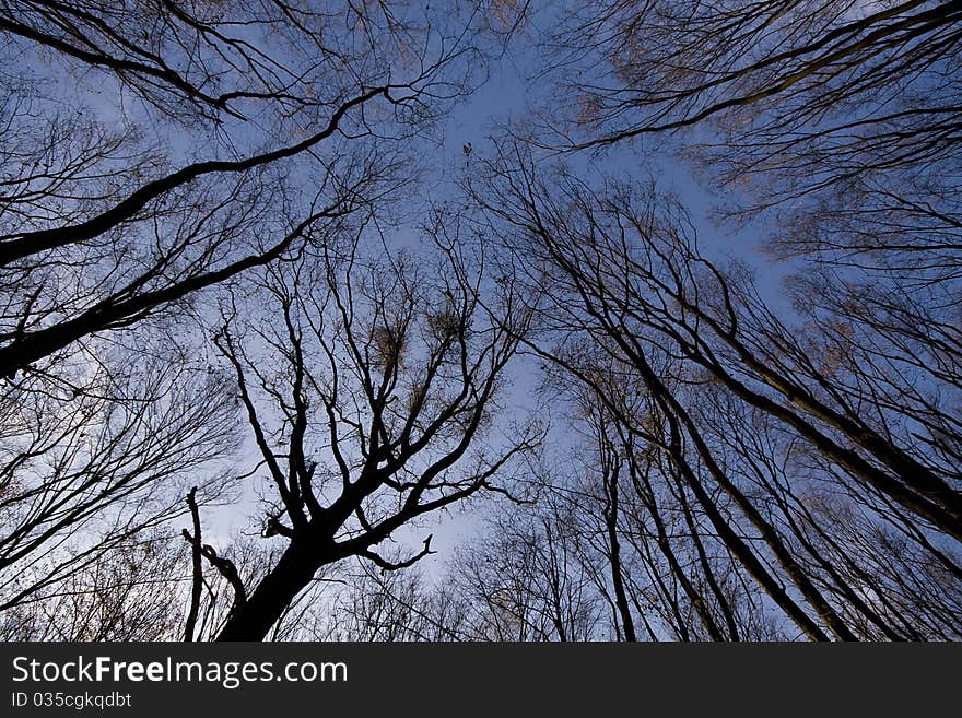 Towering trees in twilight. Sense of dread and unease. Towering trees in twilight. Sense of dread and unease