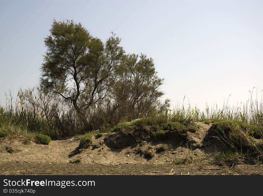 Tree and sand, landscape of fregene (maccarese) near rome, Italy