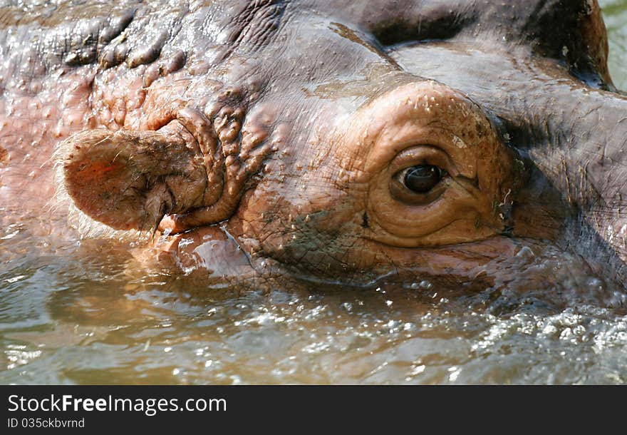 Hippo portrait